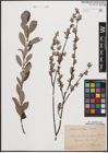 Foto von Salix aurita L. x Salix repens L.